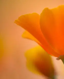Samolepiace tapety Samolepiaca fototapeta nádherná kvetina