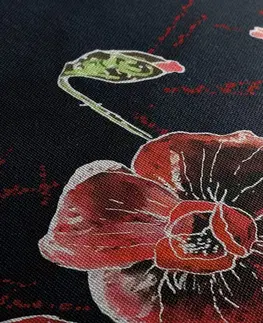 Obrazy kvetov Obraz červené maky na čiernom pozadí