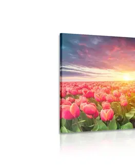 Obrazy kvetov Obraz východ slnka nad lúkou s tulipánmi