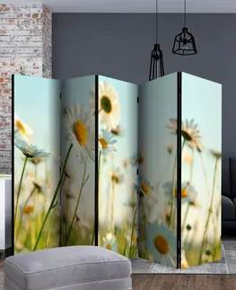 Paravány Paraván Daisies - spring meadow Dekorhome 135x172 cm (3-dielny)