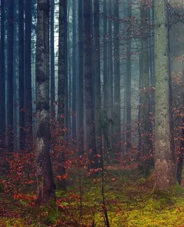 Tapety príroda Fototapeta tajomstvo lesa