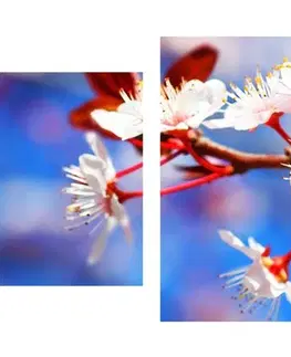 Obrazy kvetov 5-dielny obraz čerešňový kvet