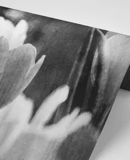 Čiernobiele tapety Tapeta čiernobiele tulipány v retro štýle