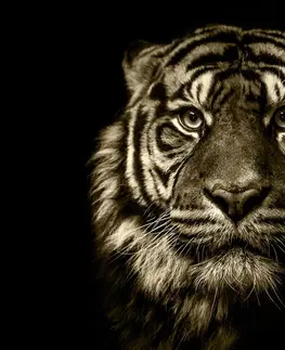 Čiernobiele obrazy Obraz tiger v sépiovom prevedení
