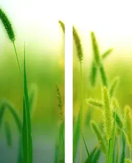 Obrazy prírody a krajiny 5-dielny obraz steblá trávy v zelenom prevedení