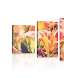 Obrazy kvetov 5-dielny obraz krásne kvitnúce kvety v záhrade