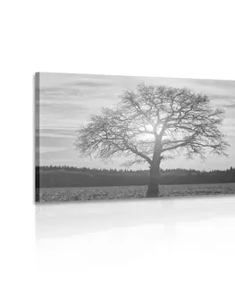 Čiernobiele obrazy Obraz osamelého stromu v čiernobielom prevedení