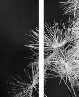 Čiernobiele obrazy 5-dielny obraz semienka púpavy v čiernobielom prevedení