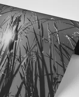 Čiernobiele tapety Fototapeta čiernobiela poľná tráva