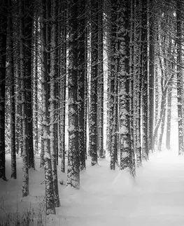 Čiernobiele tapety Fototapeta čiernobiely les zahalený snehom