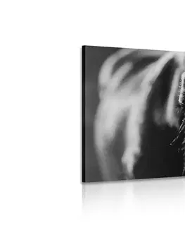 Čiernobiele obrazy Obraz majestátny kôň v čiernobielom prevedení