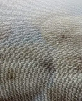 Obrazy kvetov Obraz arktické kvety bavlny