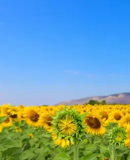 Obrazy kvetov Obraz pole slnečníc