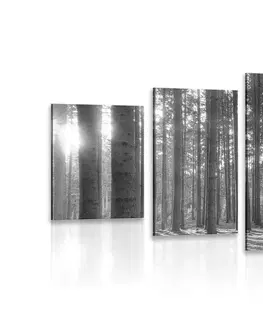 Čiernobiele obrazy 5-dielny obraz ráno v lese v čiernobielom prevedení
