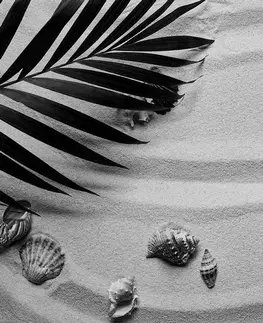 Samolepiace tapety Samolepiaca fototapeta čiernobiele mušle pod palmovými listami
