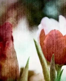 Obrazy kvetov Obraz lúka tulipánov v retro štýle