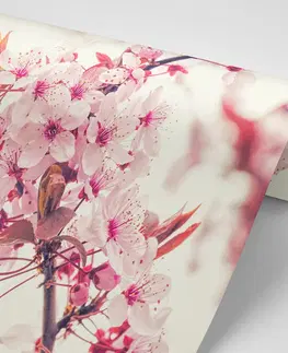 Samolepiace tapety Samolepiaca fototapeta ružové kvety čerešne