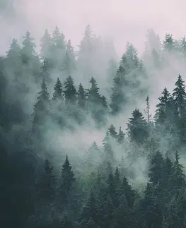 Tapety príroda Fototapeta les v hmle