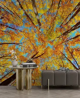 Tapety príroda Fototapeta jesenné koruny stromov