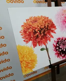 Obrazy kvetov Obraz kvety dálie v rozmanitom dizajne