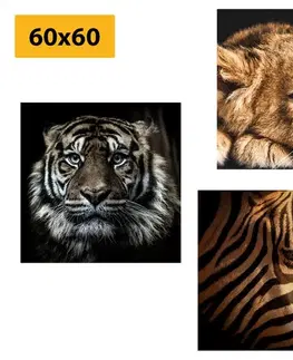 Zostavy obrazov Set obrazov divoké zvieratá