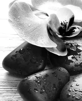 Čiernobiele obrazy Obraz kúzelná súhra kameňov a orchidey v čiernobielom prevedení