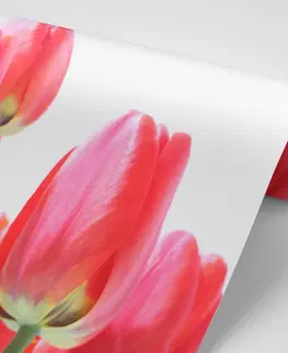 Tapety kvety Fototapeta červené poľné tulipány