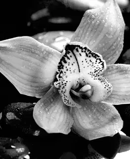 Samolepiace tapety Samolepiaca fototapeta čiernobiela exotická orchidea
