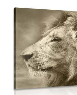 Čiernobiele obrazy Obraz africký lev v sépiovom prevedení