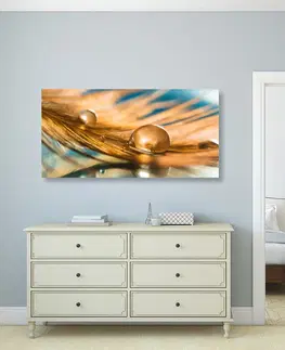 Obrazy zátišie Obraz kvapka vody na zlatom pierku