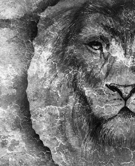 Samolepiace tapety Samolepiaca tapeta tvár leva v čiernobielom prevedení