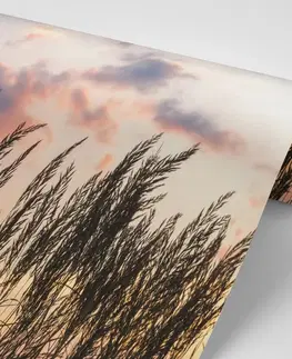 Tapety príroda Fototapeta tráva pri zapadajúcom slnku