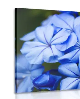 Obrazy kvetov Obraz divoké modré kvety
