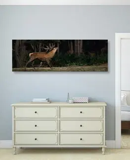 Obrazy zvierat Obraz majestátny jeleň