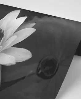 Čiernobiele tapety Tapeta čiernobiele lekno