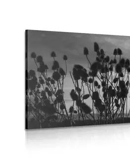 Čiernobiele obrazy Obraz steblá trávy na poli v čiernobielom prevedení