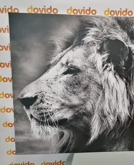Čiernobiele obrazy Obraz africký lev v čiernobielom prevedení