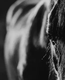Čiernobiele obrazy Obraz majestátny kôň v čiernobielom prevedení