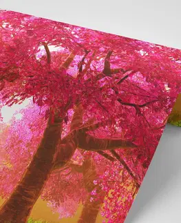 Samolepiace tapety Samolepiaca fototapeta rozkvitnuté stromy čerešne