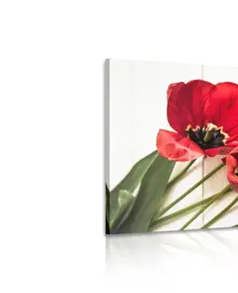 Obrazy kvetov Obraz rozkvitnuté červené tulipány