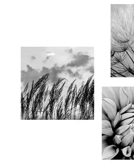 Zostavy obrazov Set obrazov čiernobiela lúka s kvetmi