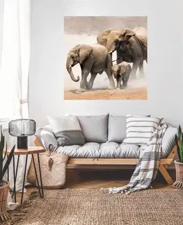 Nálepky na stenu Nálepky na stenu s motívom zvierat - Slony