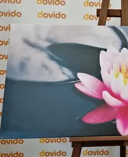 Obrazy kvetov Obraz lotosový kvet v jazere