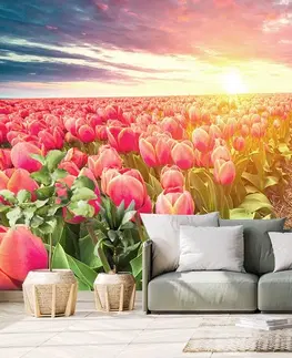 Tapety kvety Tapeta východ slnka nad lúkou s tulipánmi