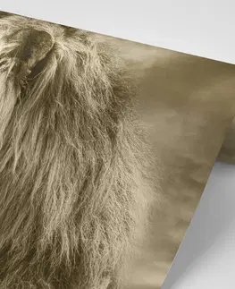 Samolepiace tapety Samolepiaca tapeta africký lev v sépiovom prevedení