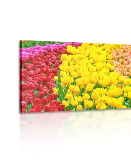 Obrazy kvetov Obraz pestrofarebné tulipány