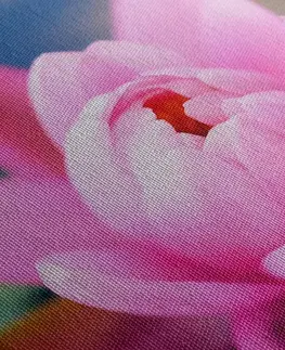 Obrazy kvetov Obraz nádherný ružový kvet na jazere