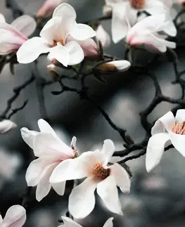 Tapety kvety Fototapeta prebúdzajúca sa magnólia