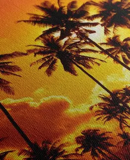 Obrazy prírody a krajiny Obraz kokosové palmy na pláži