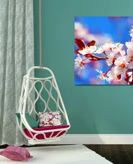 Obrazy kvetov Obraz čerešňový kvet